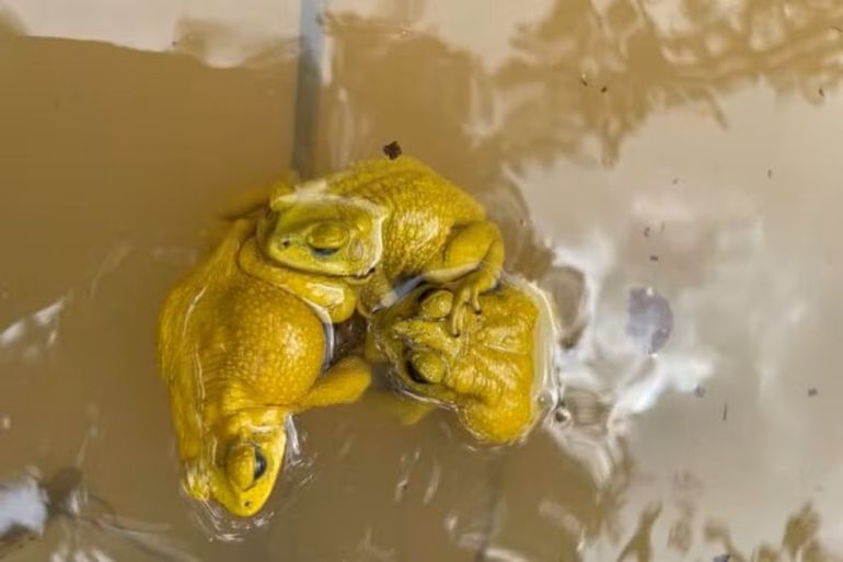 الضفادع الآسيوية الشائعة تتجمع عند البرك المؤقتة لخوض سباق محموم للتزاوج يستمر يومين فقط (سوزانه شتوكلر ودوريس براينينغر)