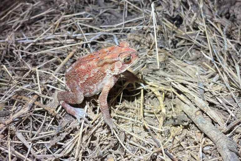 يلعب الاختلاف في اللون دورًا رئيسيًا في منع التزاوج الخاطئ بين الذكور.