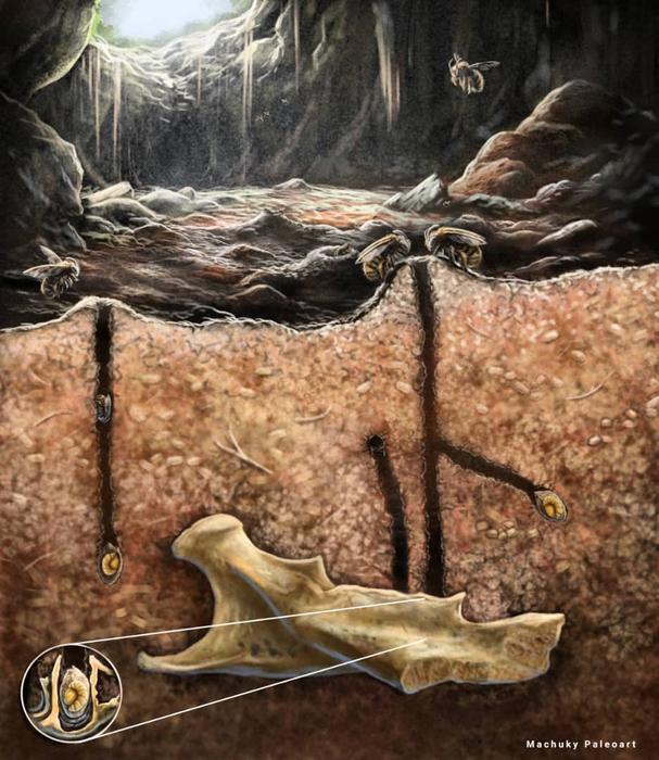 Fossils revealed an unexpected nesting pattern