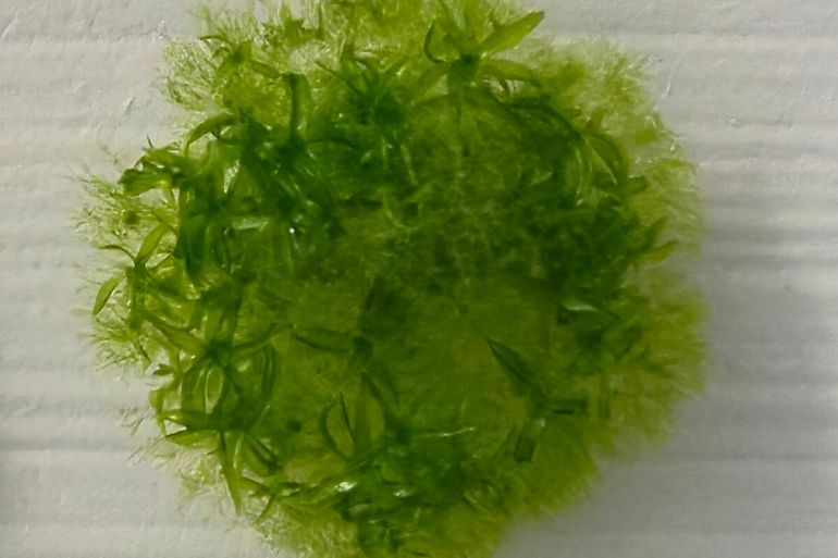 نبتت العديد من الأبواغ بنجاح بعد رحلاتها الشاقة في الفضاء (تشانغ هيون ماينغ ومايكا كوباياشي - جامعة هوكايدو)