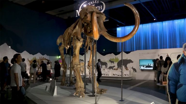 A specialized museum for the extinct mammoth in Japan