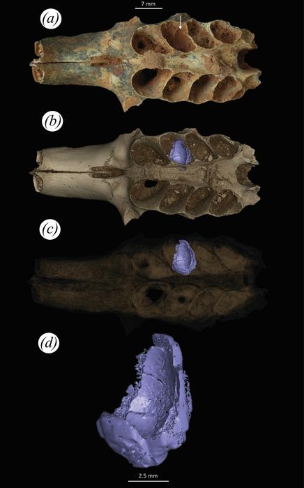 Scientists studied the fossils using CT scans