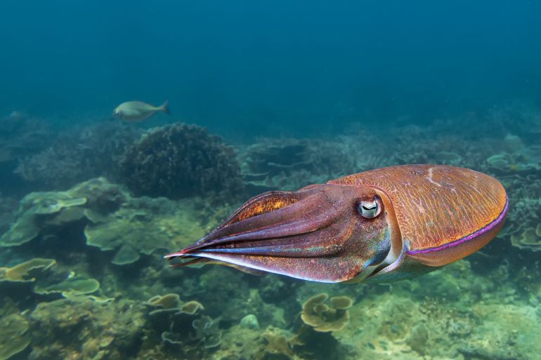 الحبار الفرعوني (شترستوك)