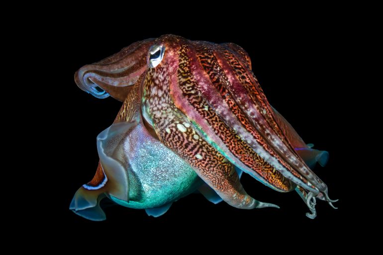 Pharaoh Cuttlefish (Sepia pharaonis) on a dark tropical coral reef in Thailand (Richelieu Rock).