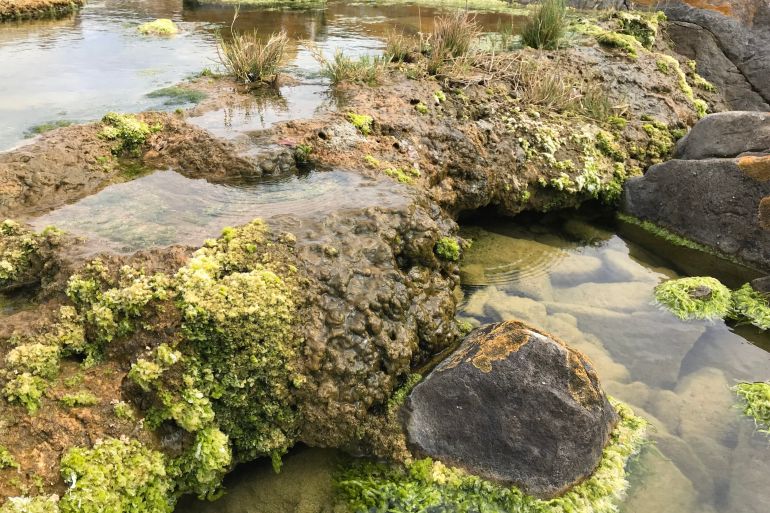 اكتشف العلماء ترسبات تنتج عن البكتيريا تمثل "صخورا حية" (مختبرات بيغلو لعلوم المحيطات)