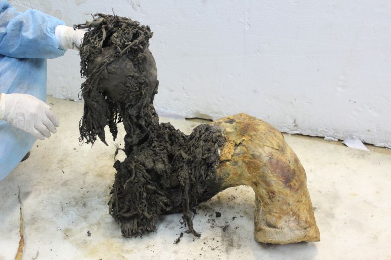 One of Yuka's legs shows the exceptional preservation of the lower leg after skin removal.