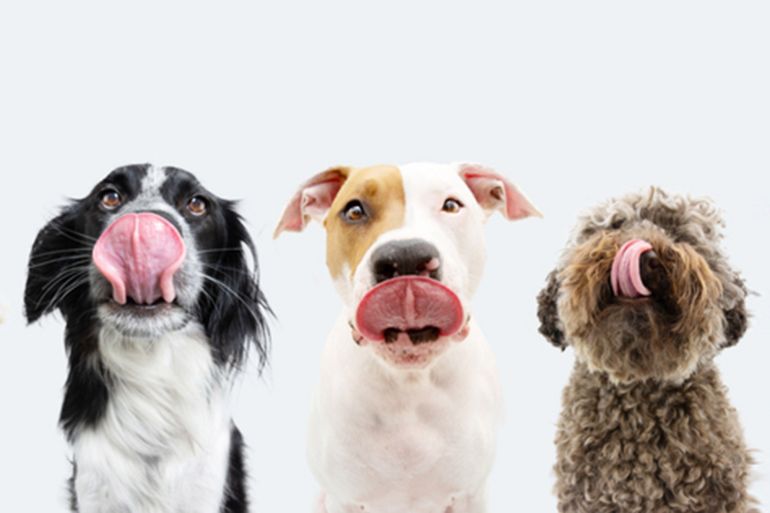 مشكلة هذه الأدوية تأتي بعد أن تتناولها الحيوانات (غيتي)