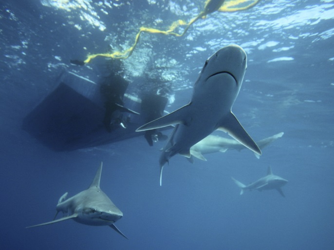 Sandbar sharks swim around during a cageless shark dive tour in Haleiwa, Hawaii February 16, 2015. Shark tours are a renowned form of eco-tourism in Hawaii and diving with sharks without a cage is becoming increasingly popular as well. Picture taken February 16, 2015.