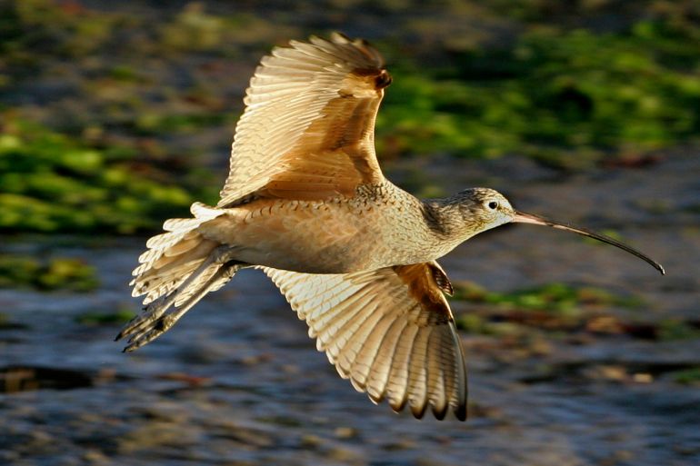 تخلو شبكية أعين الطيور تماما من الأوعية الدموية (أسوشيتد برس)