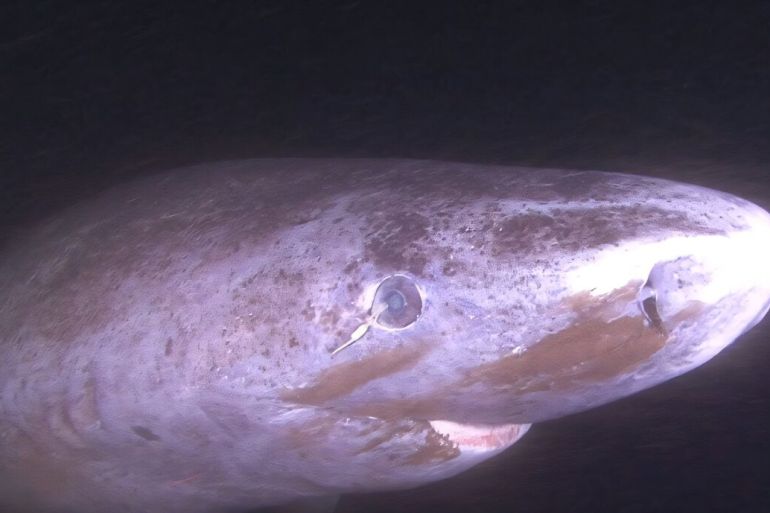 كان هناك اعتقاد شائع بين الباحثين لسنوات طويلة أن هذا القرش لا يرى جيدا مع تقدم العمر (جيزلاين باردو)