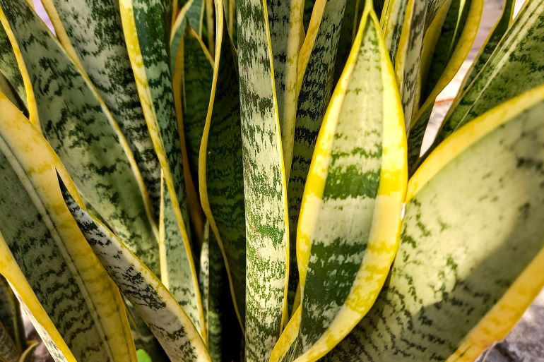 يمكن لهذه النتائج أن تغير في أساليب تهجين المحاصيل (شترستوك)