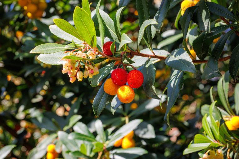 "Arbutus pavarii", a plant native to the Libyan environment and locally known as "Al-Qatlab" or "Al-Shamari" "Shutterstock"