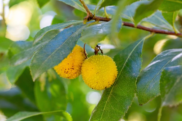 "أربوتس بفاريي"، نبات أصيل في البيئة الليبية ويعرف محليا بـ "القطلب" أو "الشماري" (شترستوك)