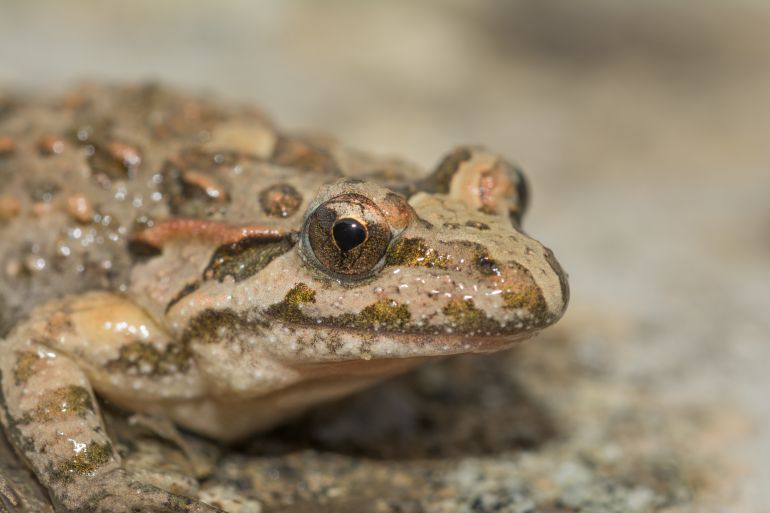 Researchers successfully recorded 6 types of parasites inhabiting the colorful frog "Discoglossus pictus" (Shutterstock)