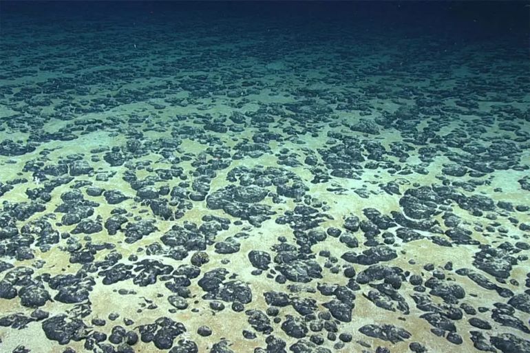 Polymetallic nodules on the seafloor. NOAA