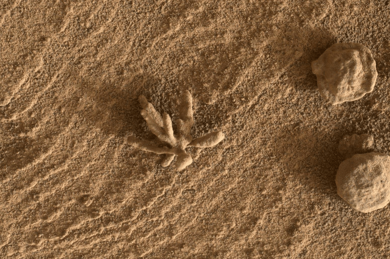 Curiosity rover finds a Martian flower