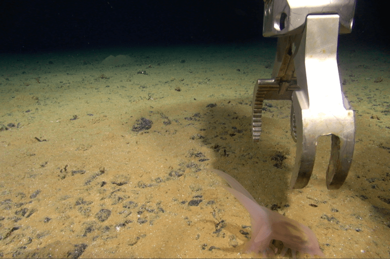 هذا العالم المعتم، على عمق آلاف الأمتار، ليس صحراء بحرية (جامعة غوتنبرغ)