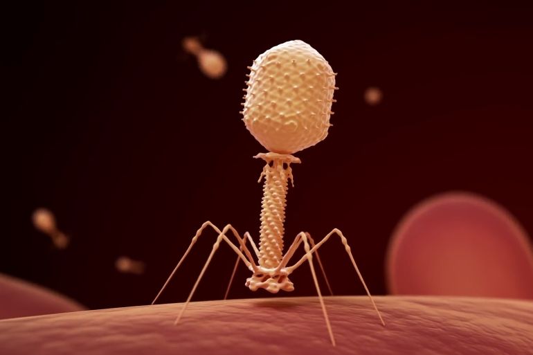 "العاثيات" مصطلح يستخدم للإشارة إلى الفيروسات التي تصيب البكتيريا (يوريك ألرت)