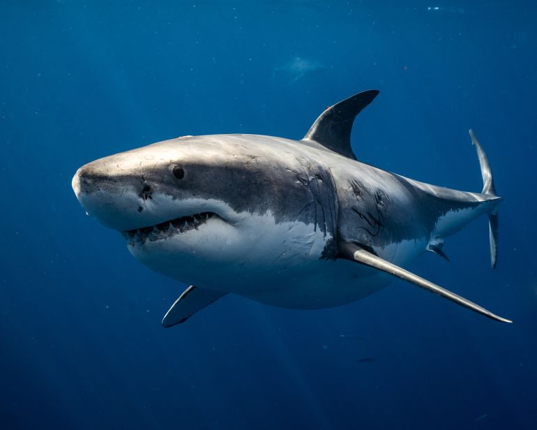 Great White Shark Close up Shot