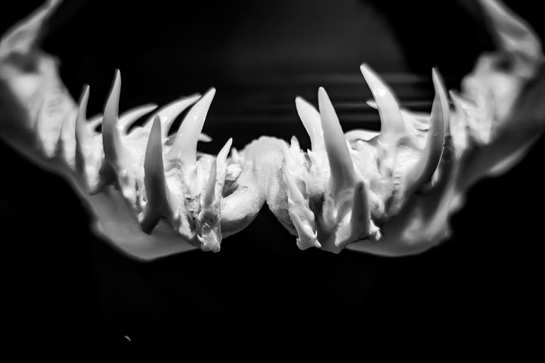 القروش الكبيرة لا تترك بصمة سهلة على سطح البحر (شترستوك)