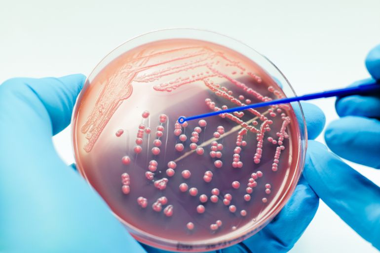 البكتيريا مسؤولة عن عملية تثبيت النيتروجين في التربة بتحويل النيتروجين الجوي إلى مركبات نيتروجينية (مثل الأمونيا)