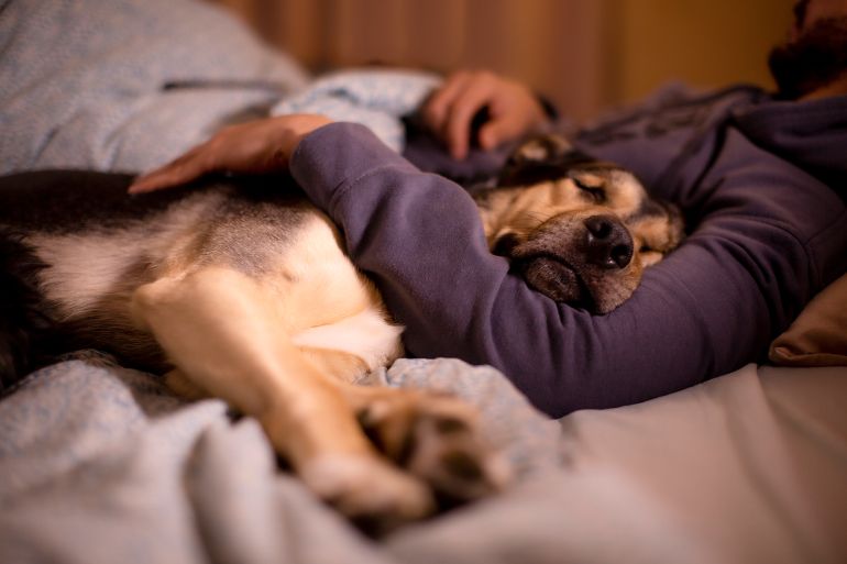 تبرز مخاوف صحية من السماح للحيوانات الأليفة بالنوم في سريرك (غيتي إيميجز)